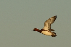 David Plant Photography - Wildlife Photography - Wigeon - F